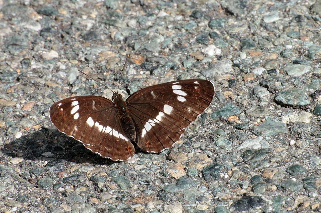 Limenitis camilla vero? S